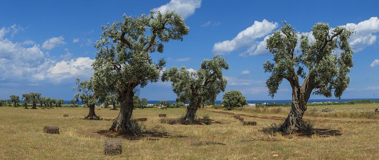 Masseria Palombara Grande Ostuni Eksteriør bilde