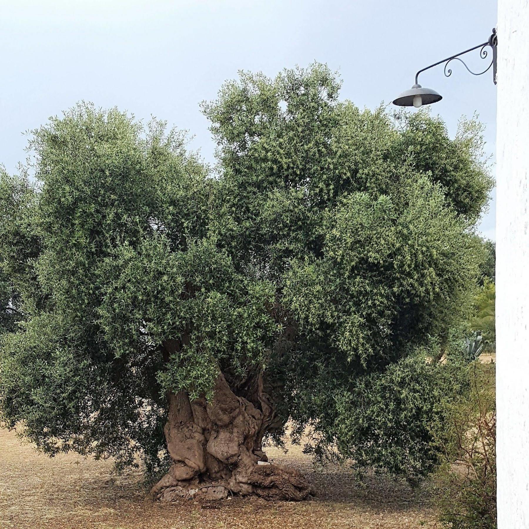 Masseria Palombara Grande Ostuni Eksteriør bilde